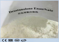 Cutting Cycles  Anabolic Masteron Steroid White  Powder Drostanolone Enanthate  For Anti Aging CAS472-61-145