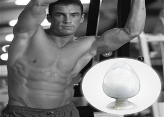 Oral Steroid Hormone Raw Powder Testosterone Isocaproate CAS 15262-86-9 For Muscle Gain